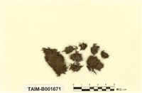 藏品(圓條棉苔)的圖片